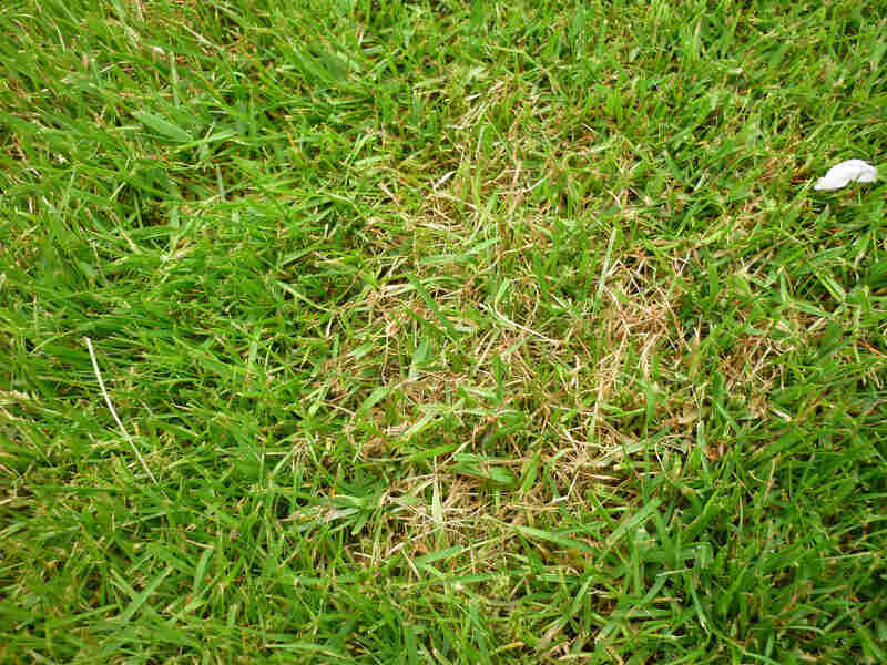 Red Thread Disease on Lawns