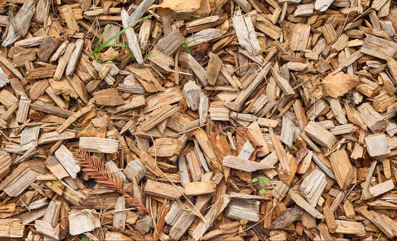 Cedar wood chips coverage the ground with dry yellow spruce branch