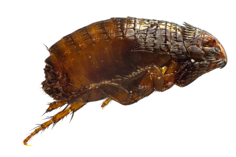 closeup of a dog flea
