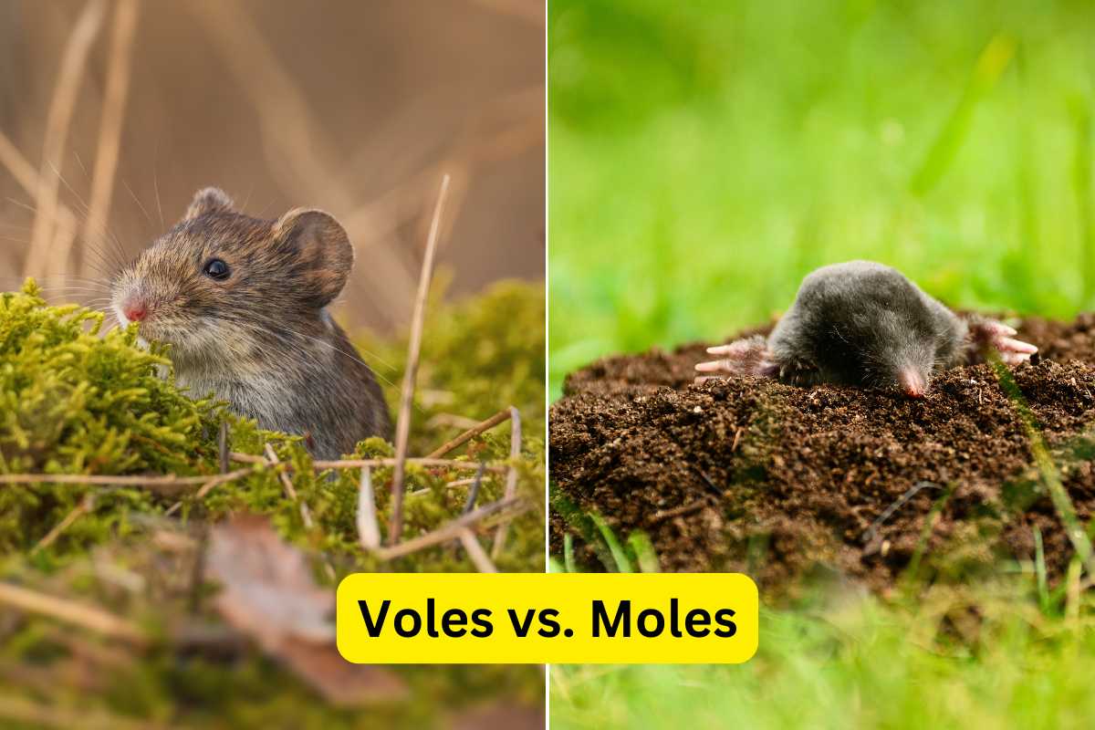 side by side image of Voles vs. Moles