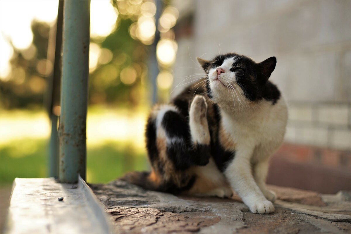 Cat paw scratches behind the ear. Fleas in domestic animals.
