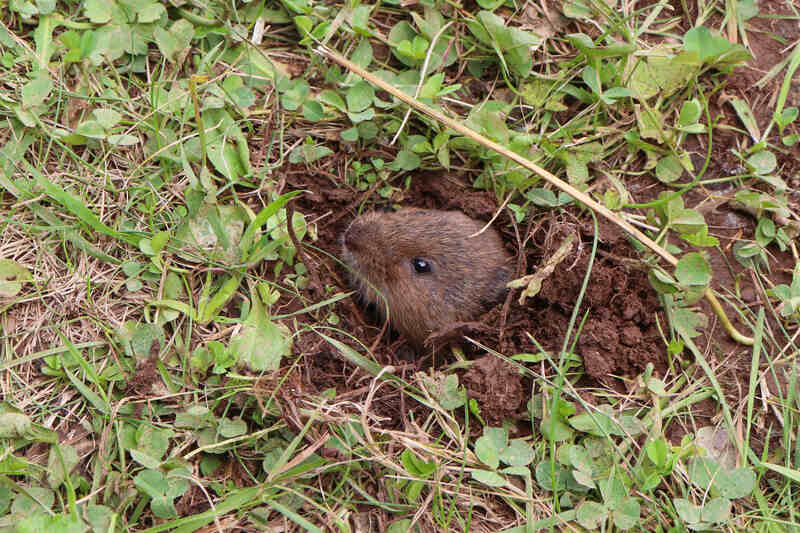 vole eating herbs in a yard