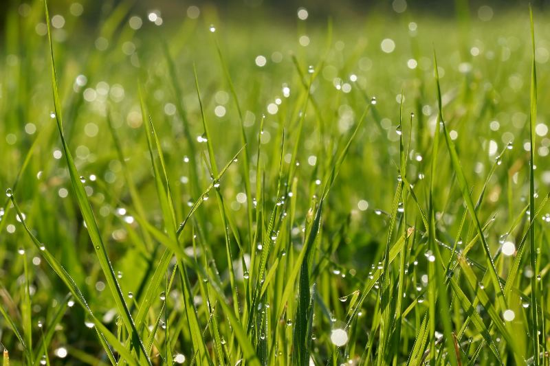 Closeup of wet grass in a lawn