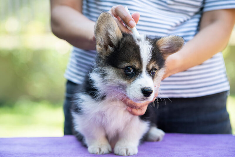 Close up woman applying tick and flea prevention treatment and medicine to her corgi puppy dog or pet