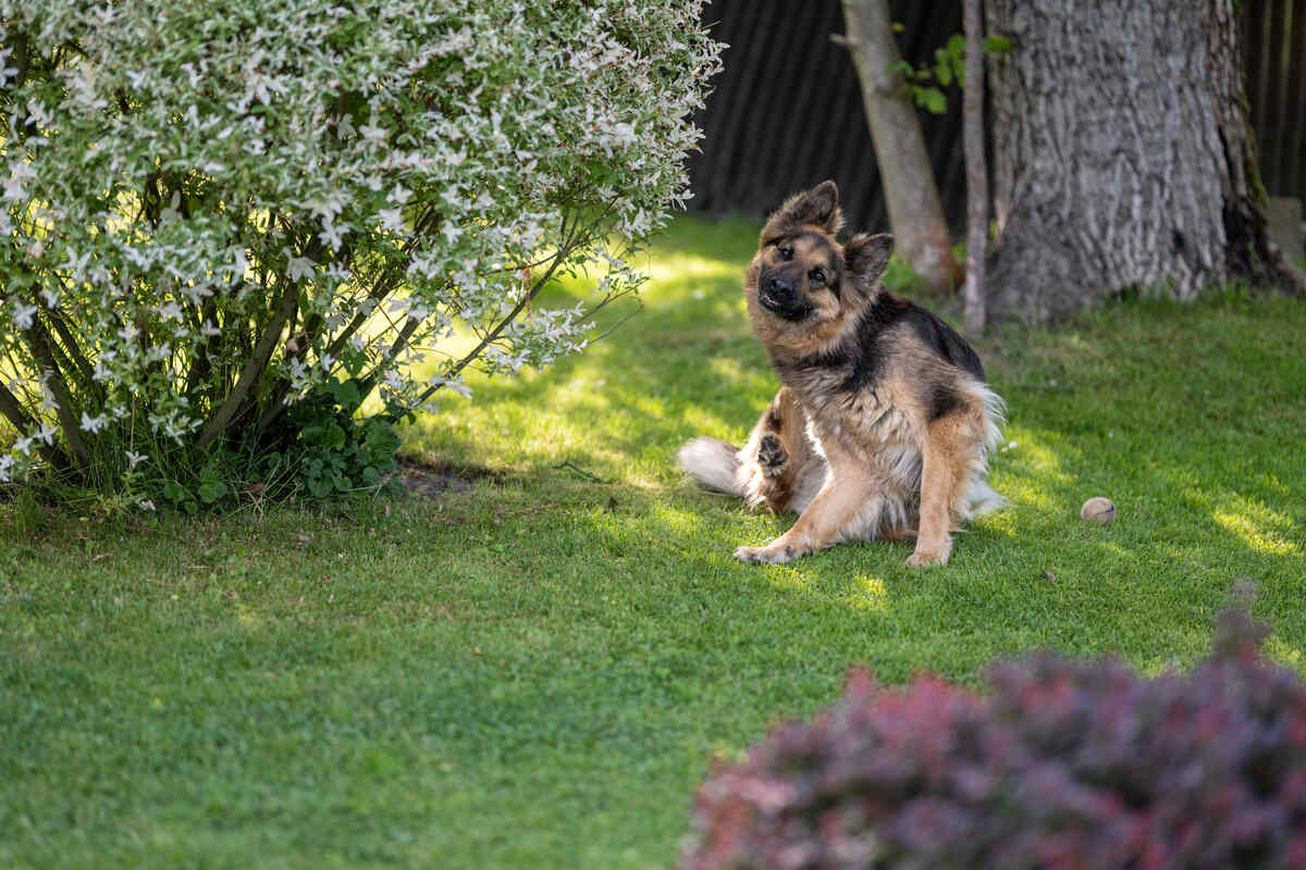 German Shepherd in grass, scratches with its hind leg.
