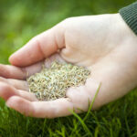Overseeding vs. Slit Seeding: What’s the Difference?