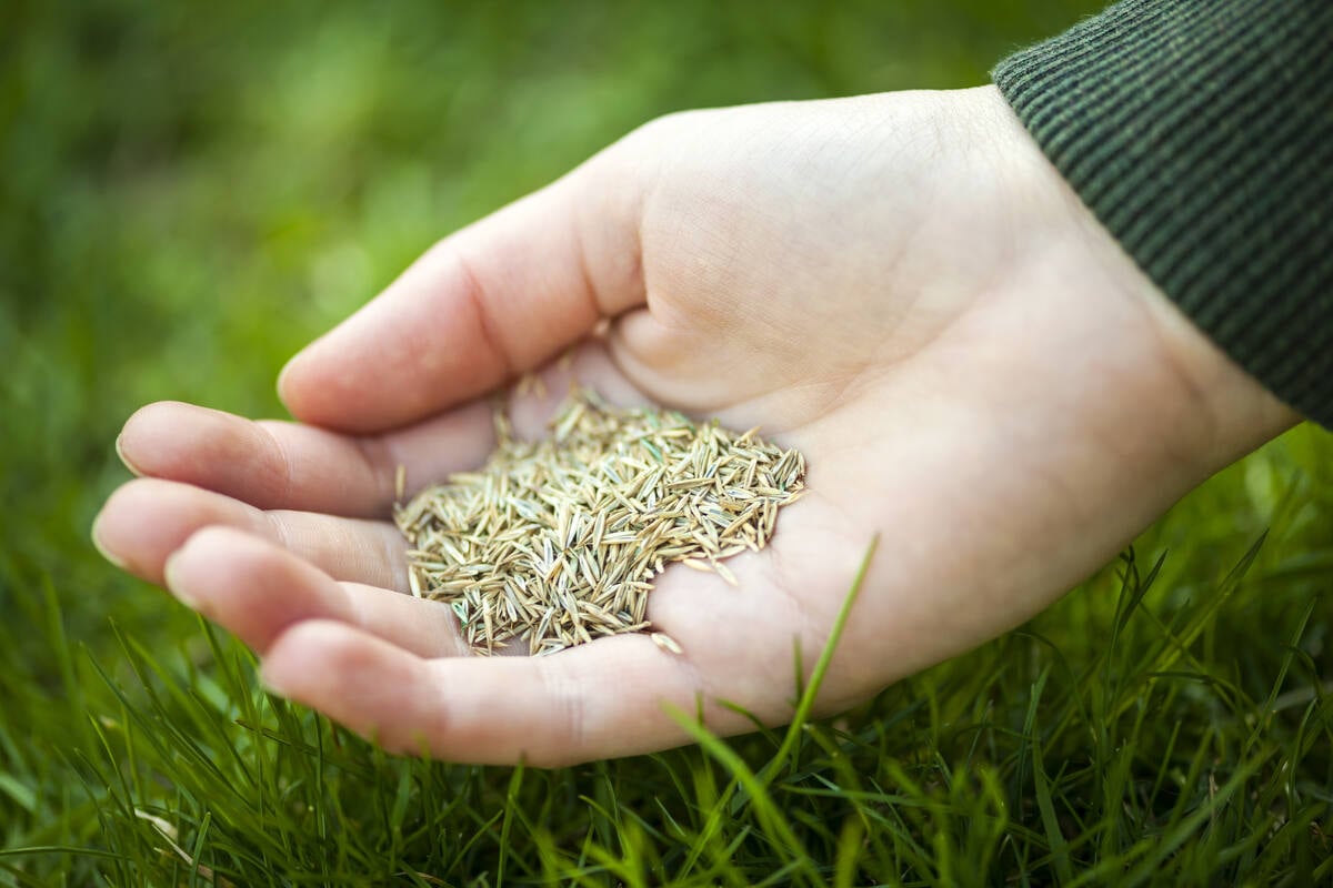 Hand holding grass seeds