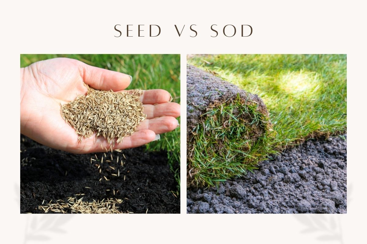 Seed vs Sod