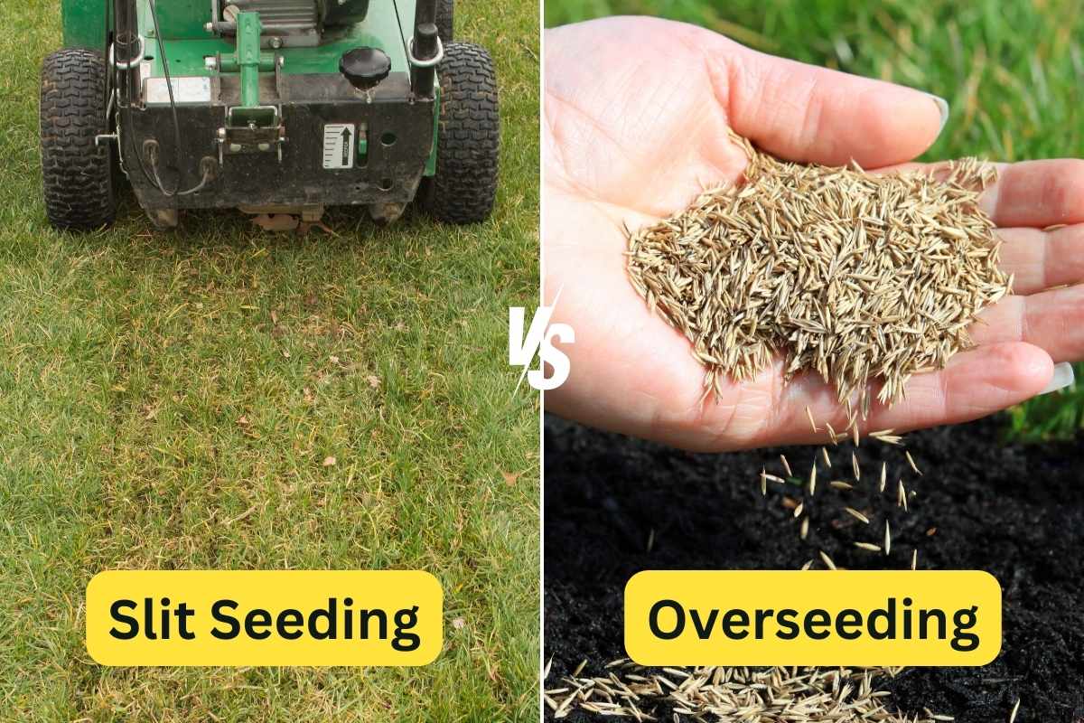 Split image compares lawn methods: slit seeding machine on grass versus hand scattering seed over soil, labeled Slit Seeding and Overseeding.