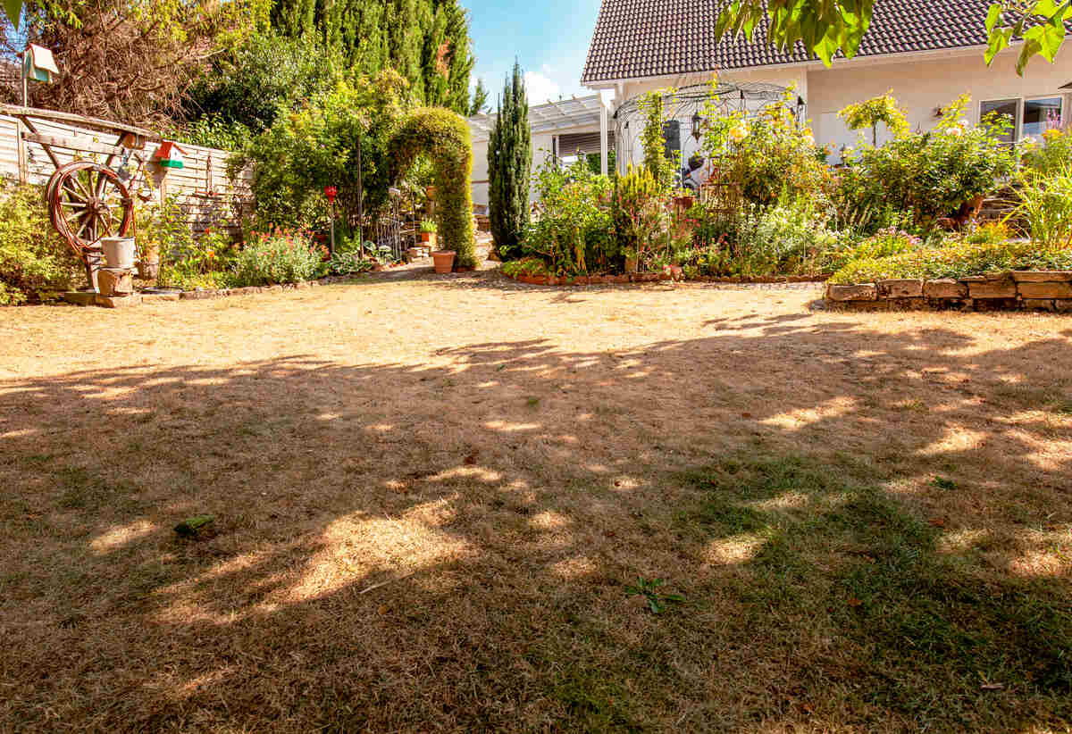 Pests and disease and sun cause amount of damage to green lawns