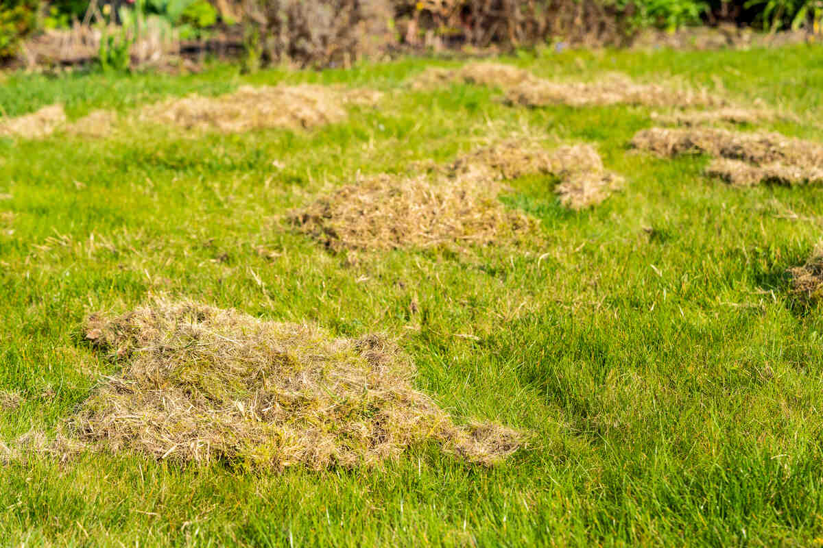 Removing dead grass and Debris Left Over by an mechanical Lawn dethatcher