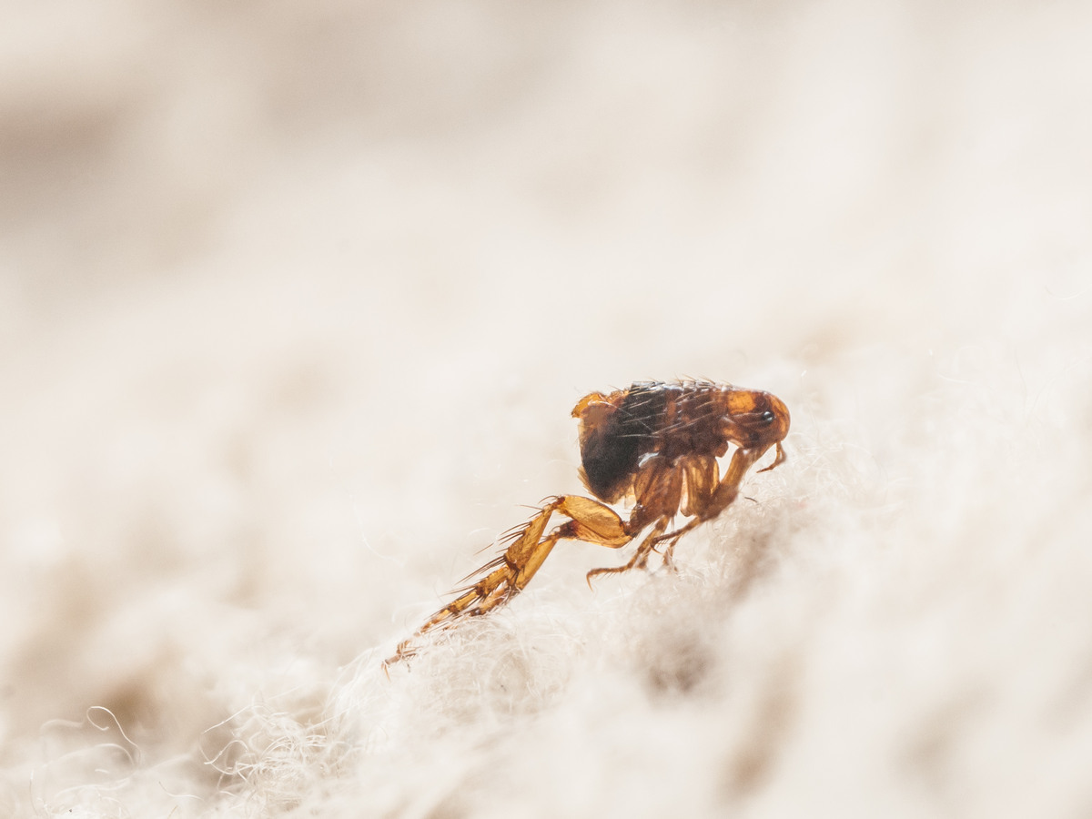 Dog flea on white fur