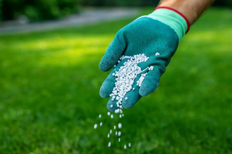 feeding lawn, scattering granular fertilizer for perfect green grass