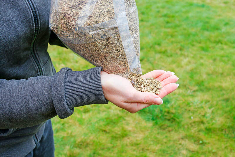 Woman holding seeds of grass in her hands