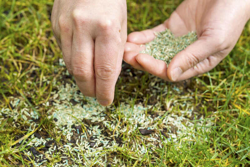 Horizontal position of female hands holding new grass seed with bare earth soil and old grass beneath as background