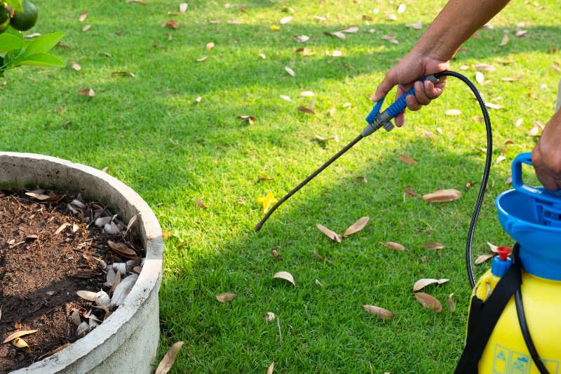 Person holding handheld sprayer applying pre emergent treatment onto green lawn beside circular concrete planter with soil and scattered leaves.