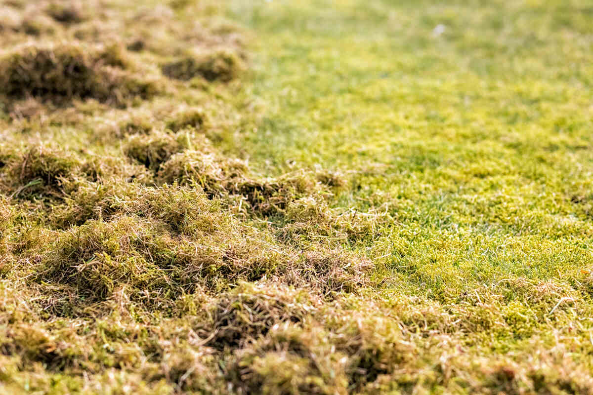 thatch in a lawn
