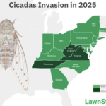 How to Get Rid of Cicadas? Remove, Tolerate, or Eat Them