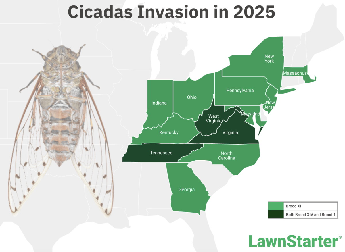 cicadas invasion map with an image of cicada over it