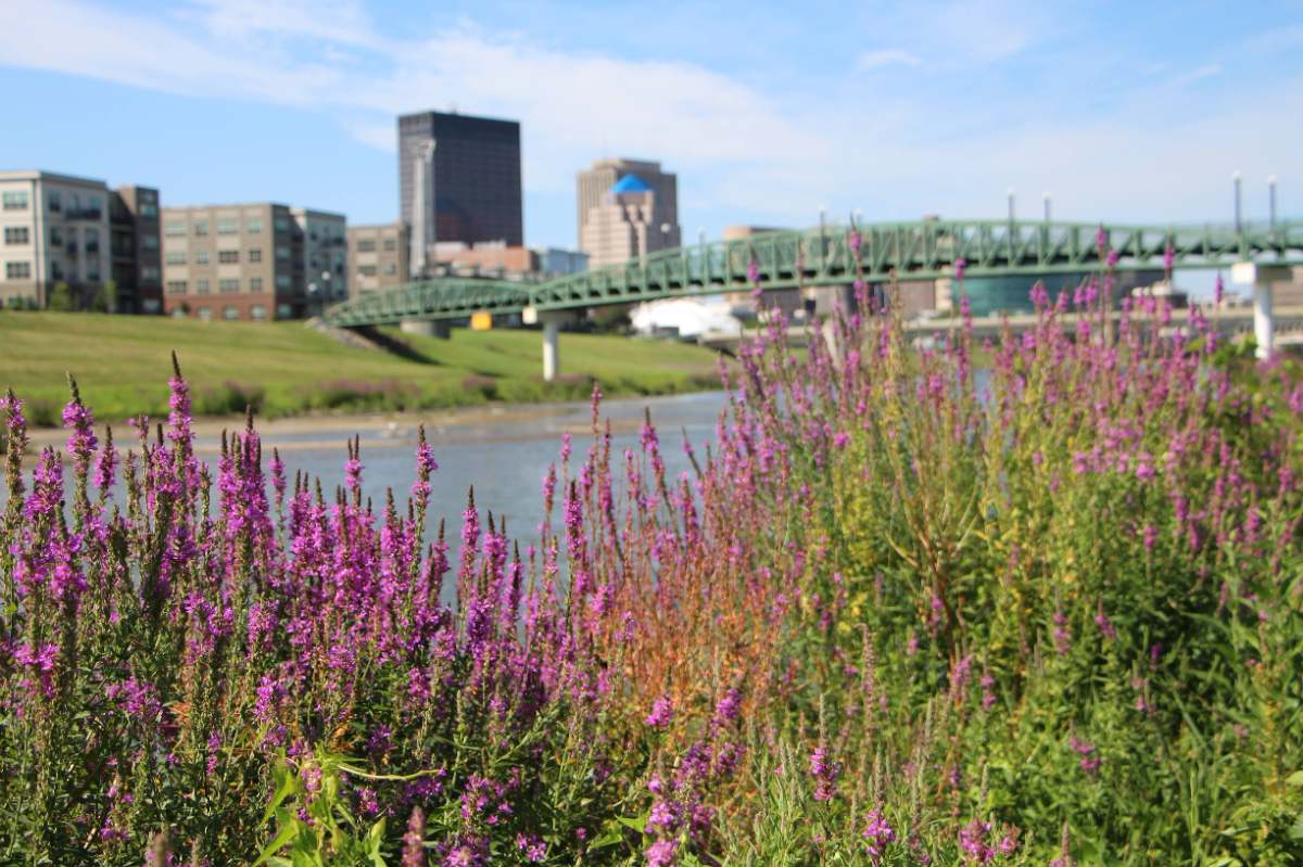 Purple wildflowers bloom along the riverbank on a sunny spring day in Dayton, Ohio, with downtown skyline and bridge beyond.