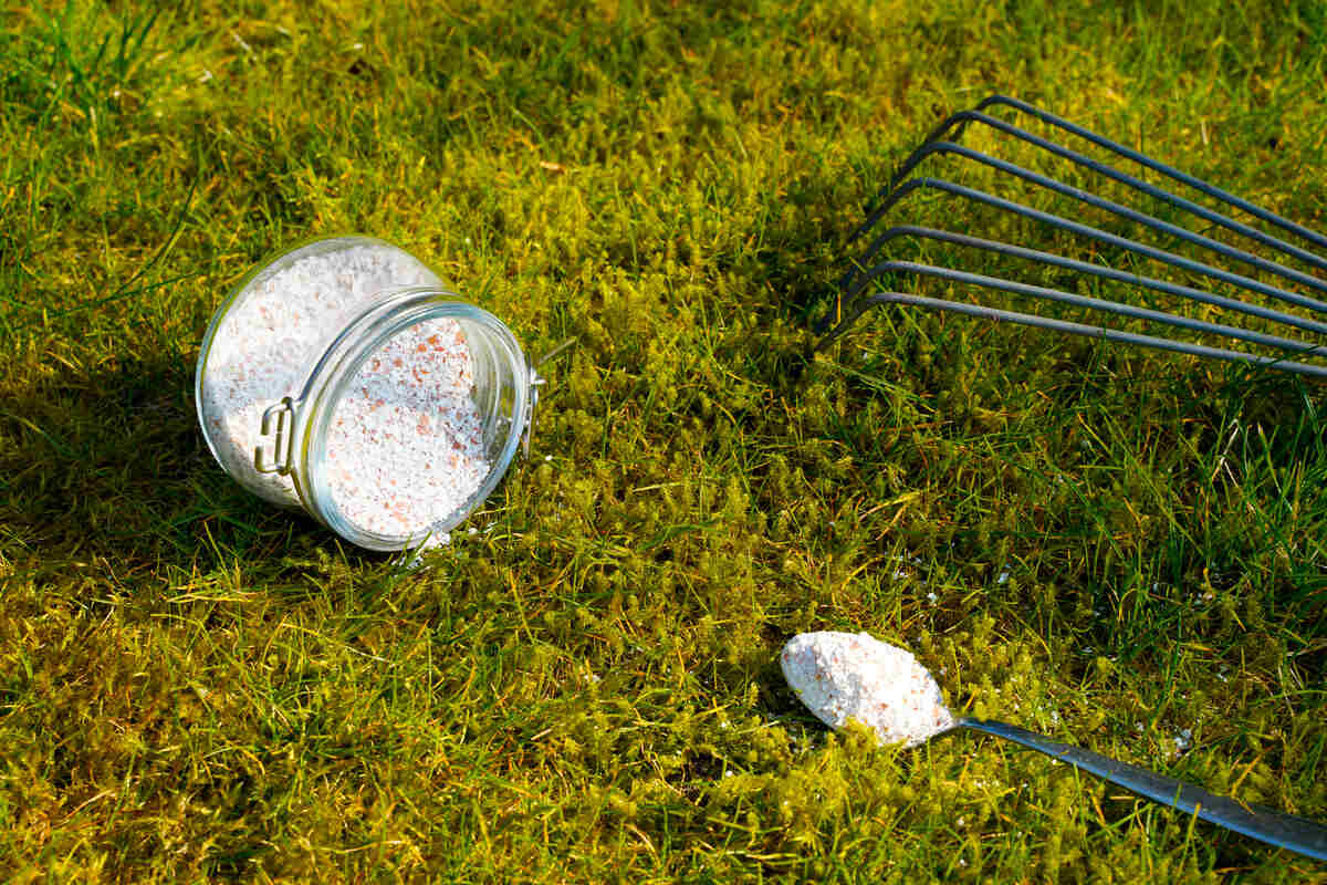 Naturall moss removal on the green lawn with rake and crashed eggshells as lime fertilizer
