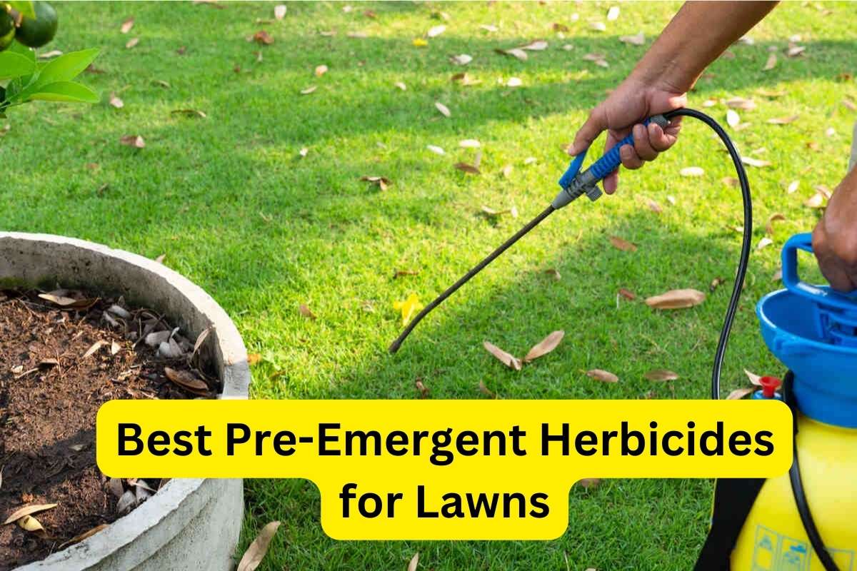 gardener spray pre-emergent herbicide to kill weed in the lawn in garden with text overlay over it