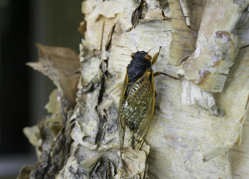 closeup of a cicada sitting on a tree