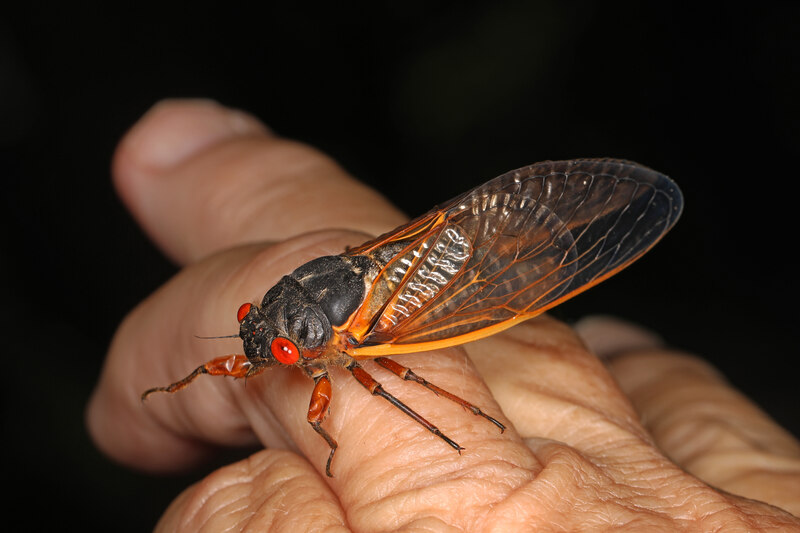 cicada sitting on a hand