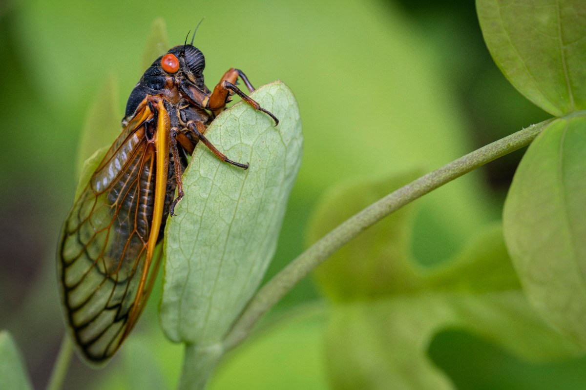 Close-up of a cicada with red eyes and amber wings clinging to a pale green leaf against a soft background.