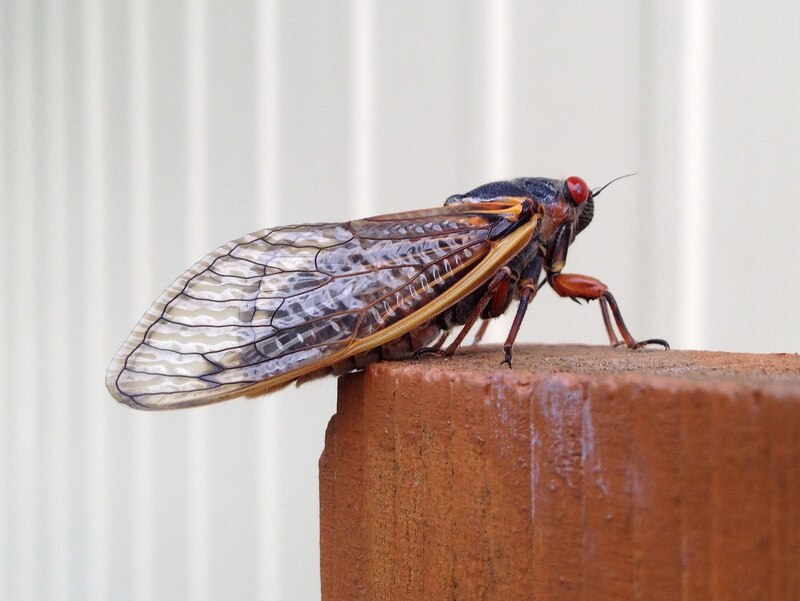 closeup of a sitting cicada