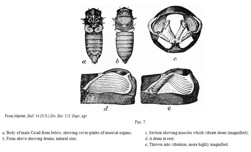 diagram showing different sections of cicada muscles and drums
