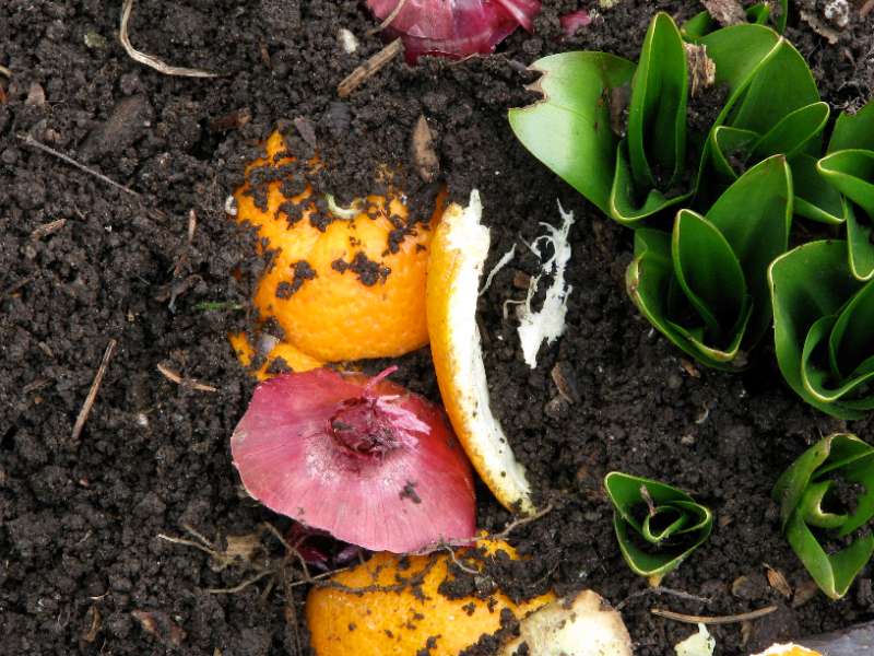 Orange peels and red onion scraps lie in dark compost soil beside green shoots, illustrating kitchen waste suitable for composting.