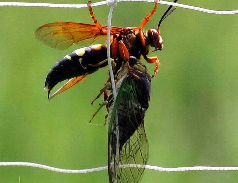 A killer wasp grips a cicada. Killer wasps are a natural predator of cicadas.