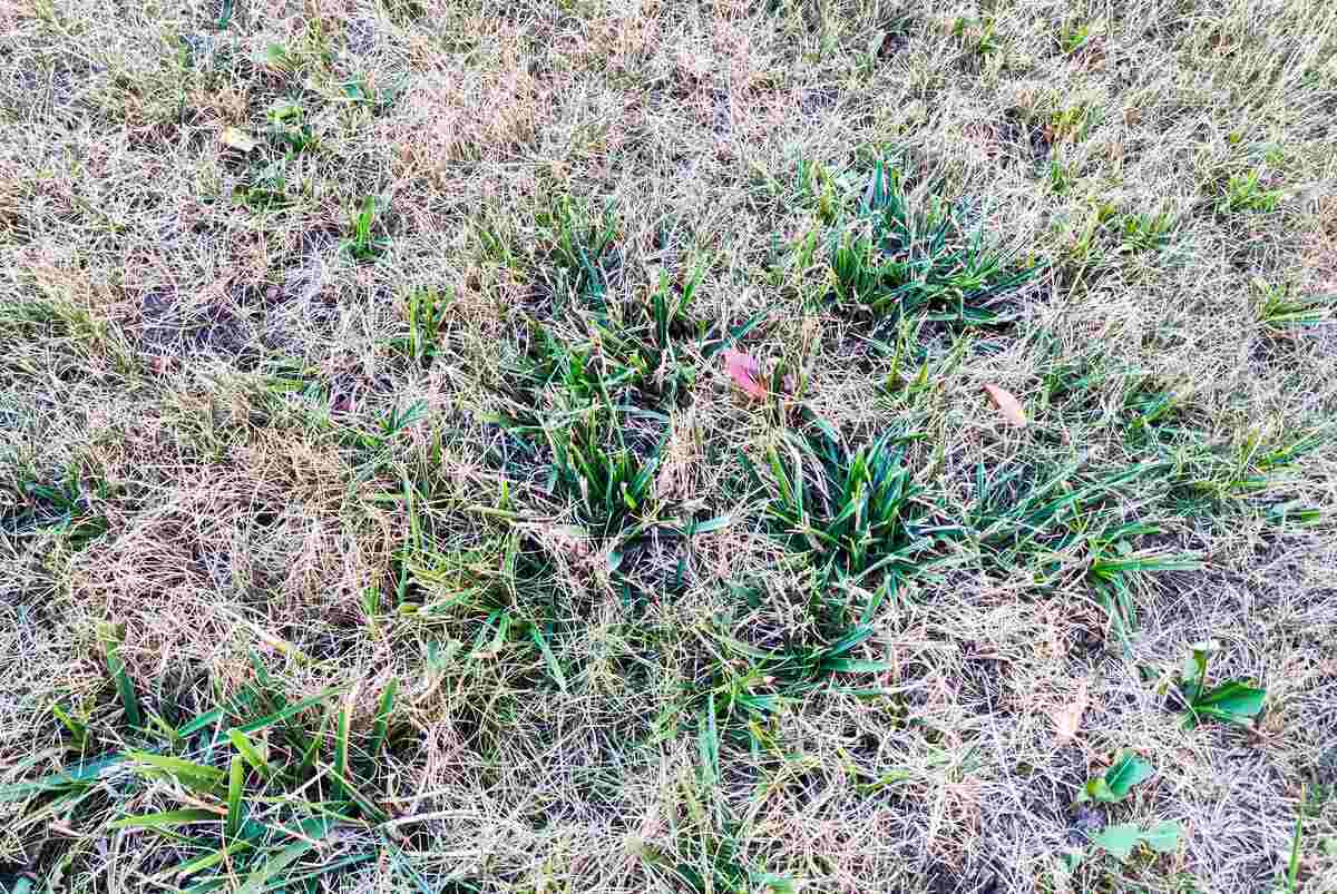 closeup of a Lawn with dying grass