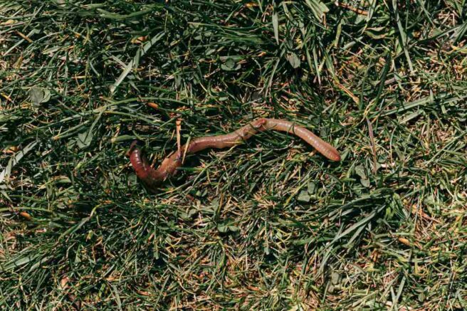 Picture of How to Attract Earthworms to Your Lawn (5 Tips)