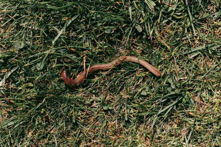 earthworm moving in a lawn
