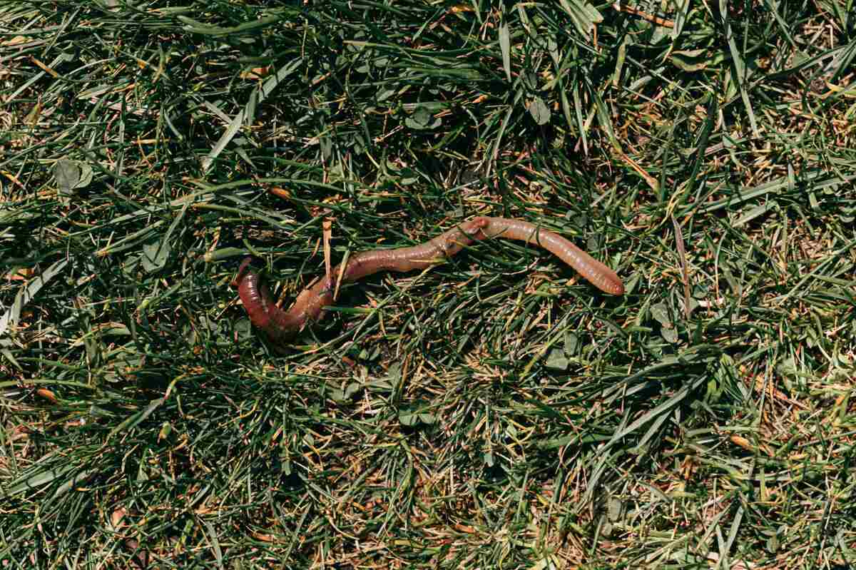 earthworm moving in a lawn