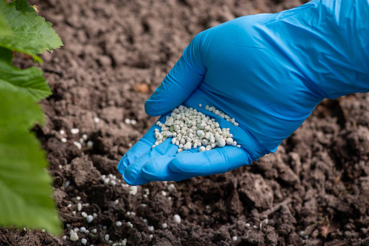 Pouring granulated fertilizer under bushes in garden. Fertilizing bushes and flowers in Spring