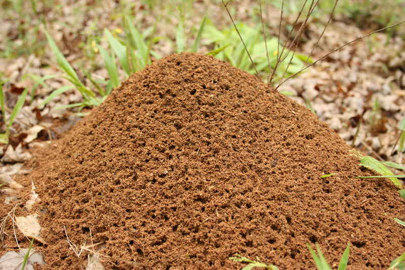Large outdoor fire ant mound built from loose soil, located in grassy area, showing natural habitat of invasive ant colonies.