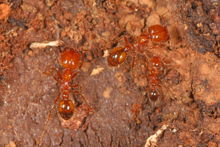 three tropical fire ants on soil