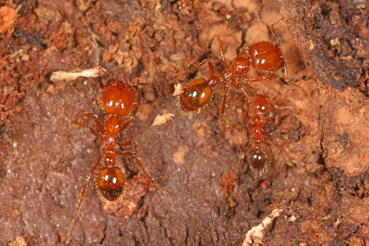 three tropical fire ants on soil
