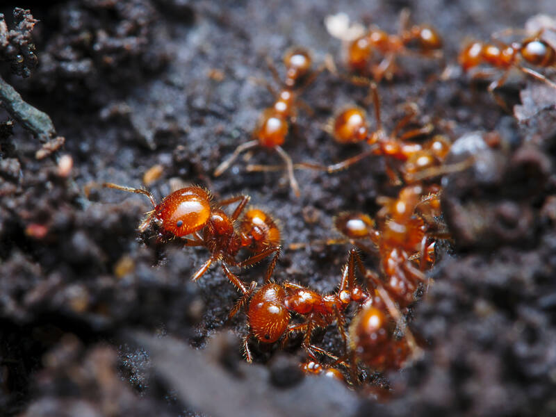 fire ant colony building a road to pass to the nest
