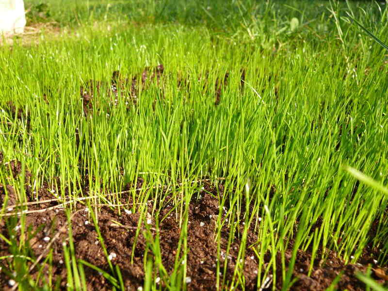 Newly growing grass with fertilizer granules visible on the dirt below