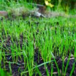 How to Care for New Grass