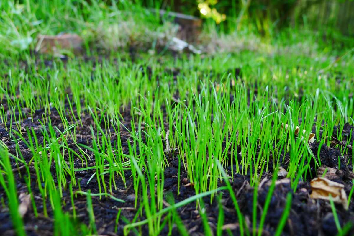 newly planted grass in a lawn