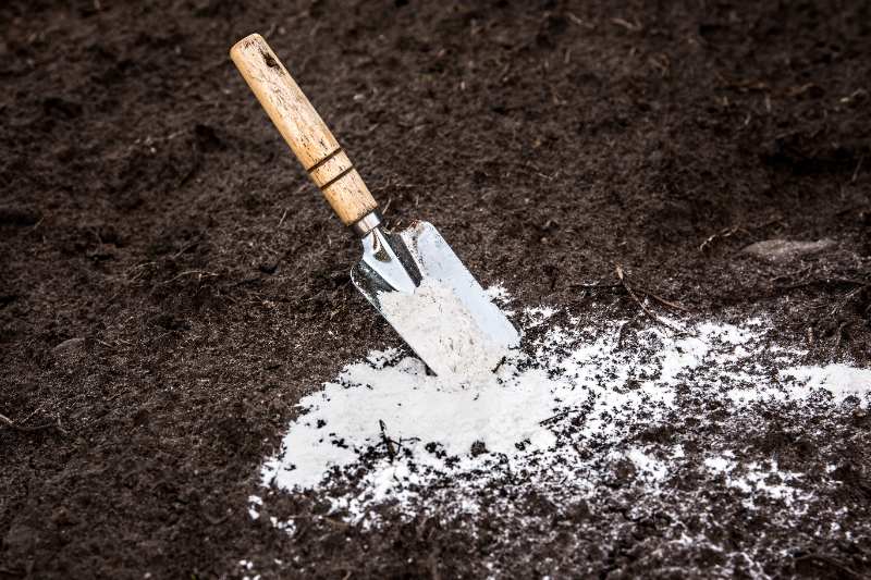 A metal garden trowel with a wooden handle placed in dark soil beside a scattered pile of white dolomitic lime powder.