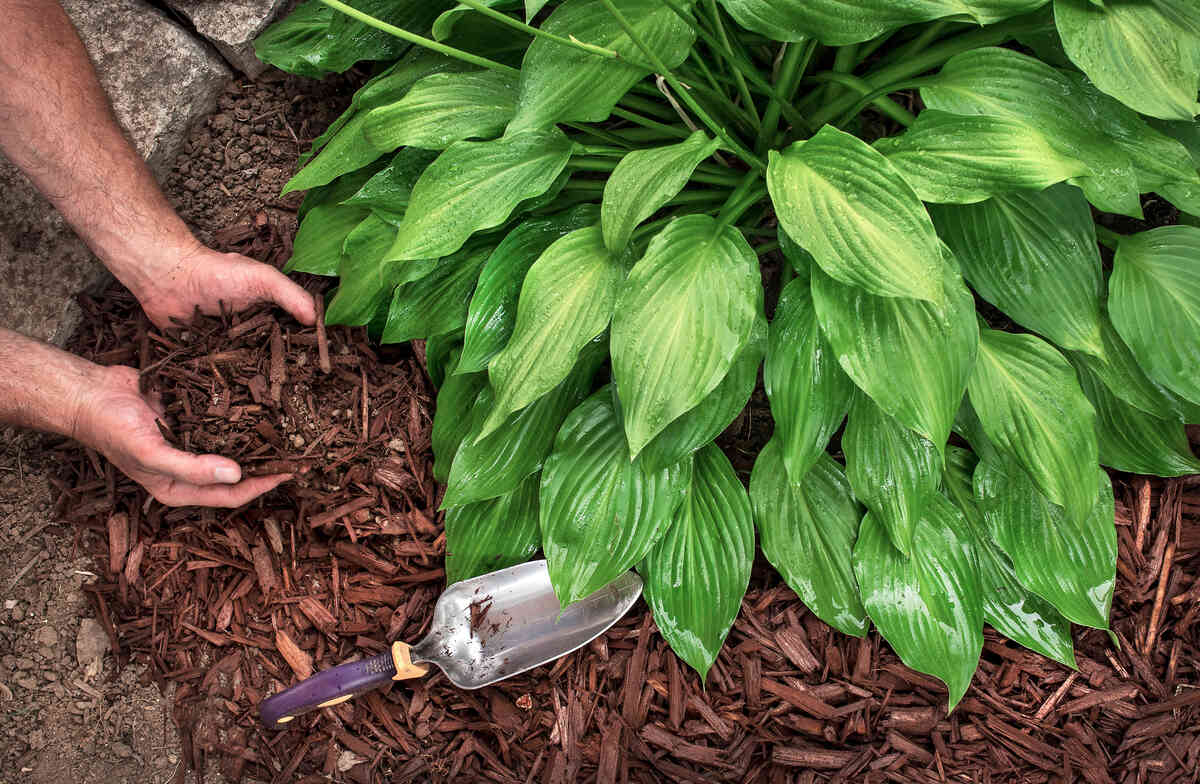 close up of man's hands spreading brown mulch around a plant