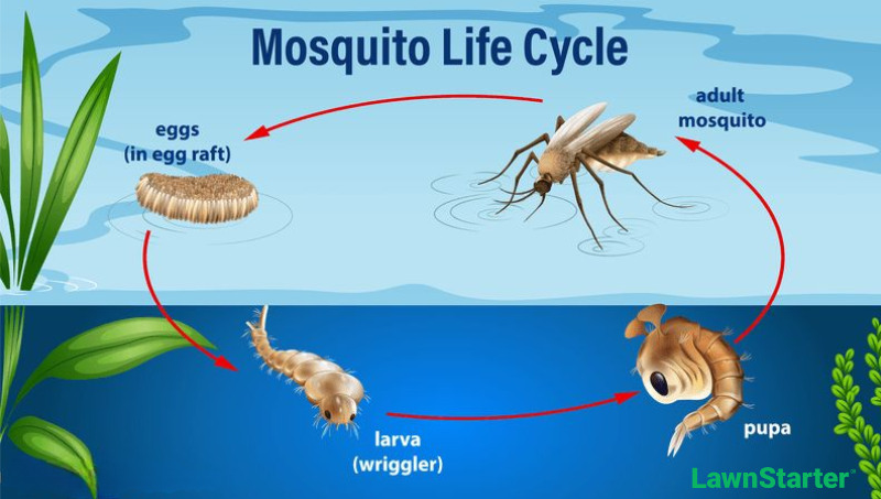 Illustration of the mosquito life cycle showing four stages: eggs (in egg raft) floating on water, larva (wriggler) swimming underwater, pupa developing underwater, and adult mosquito emerging above water. Red arrows indicate the cycle progression. Aquatic plants are shown in the background.