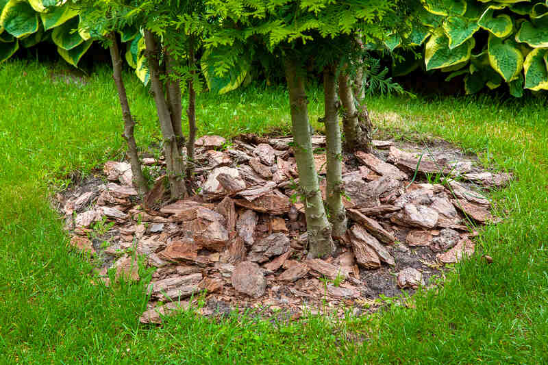Mulch from the bark of trees around plants in a green lawn