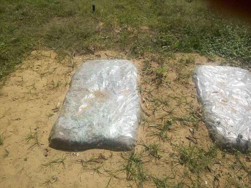 Plastic sheets covering soil patches on a sandy field for soil solarization, with some grass and weeds around the edges